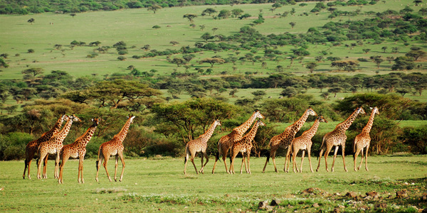 Your Africa 帶你領略非洲南部的曠野奇景