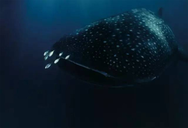 馬爾代夫Amilla Fushi，你的島嶼之家