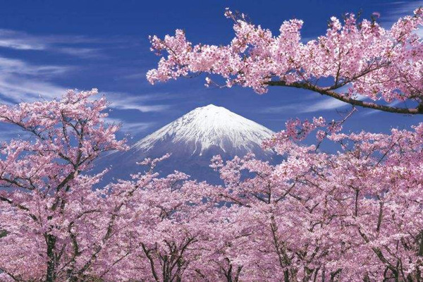  日本賞櫻倒計時，錯過只能等明年！