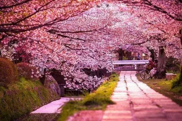  日本賞櫻倒計時，錯過只能等明年！