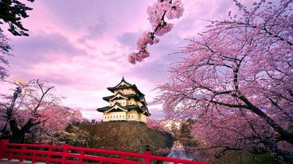  日本賞櫻倒計時，錯過只能等明年！