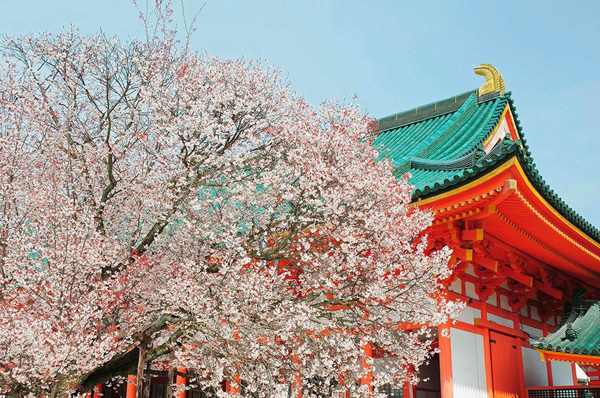 日本賞櫻倒計時，錯過只能等明年！