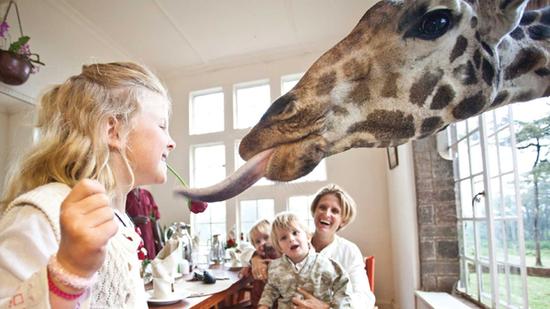 肯尼亞首都內羅畢、乞力馬扎羅山腳下的Giraffe Manor