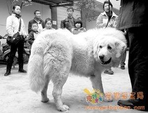 這只藏獒價值千萬？？