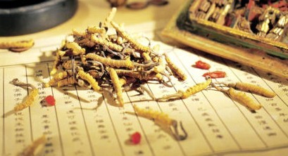 你不知道的昂貴食材進補法則