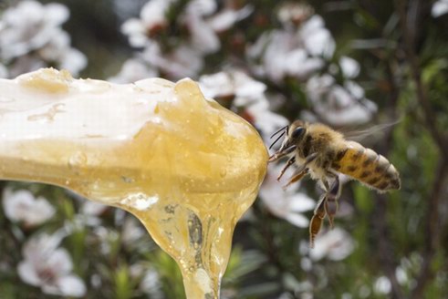 BEE+麥盧卡蜂蜜即將上線開售，你準備好了嗎？
