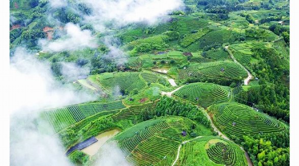茶旅只適合春天？一生要去的20個(gè)茶旅勝地，夏季避暑就去這里了