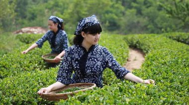 悟千年茶道，品八域龍井，一文讀懂龍井茶怎么選？