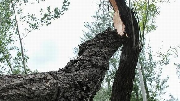 一棵樹被雷連劈13次引“特殊關注”：雷雨天的10條安全防范常識要牢記