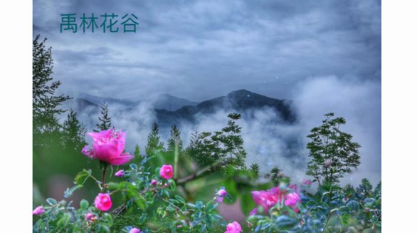 復泰玫瑰：做中國自己的品牌，做世界最好的玫瑰