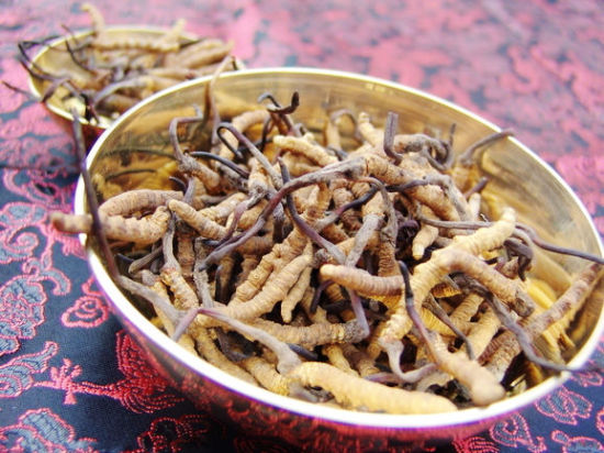 冬蟲(chóng)夏草藥性溫和，一年四季均可食用