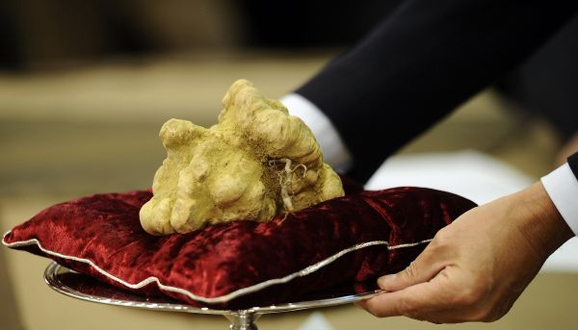 松露是一種生長在密林里的真菌，鮮品的味道宛如奶酪、麝香和洋蔥的混合，一旦與其他美食搭配，更能產生神奇的美味。正是這一特點，使它成為歐洲兩大名菜系法國菜和意大利菜中最為珍貴的調味品。