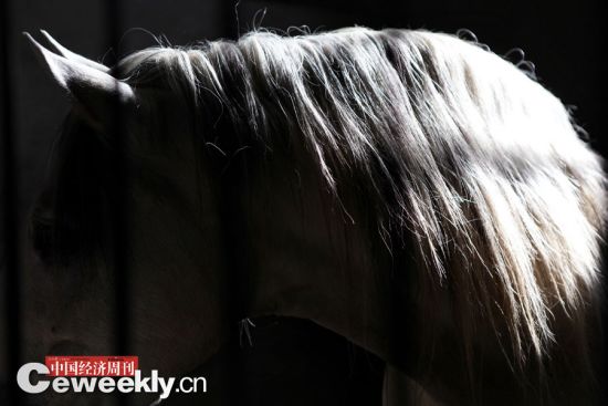 由于國內缺乏良種好馬，幾乎所有的比賽用馬都從國外進口，一匹馬動輒幾十萬、幾百萬元。