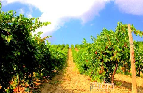 Valpolicella之旅 詩情畫意的意大利葡萄酒酒鄉
